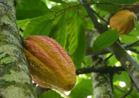 Está demostrado que las montañas espirituanas paren cacao. Foto:  Oscar Alfonso Sosa.