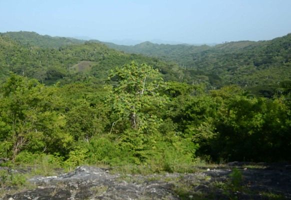 Hoyo Corrales, testigo de que producir cacao en las montañas del Escambray no es una utopía. Foto:  Oscar Alfonso Sosa.