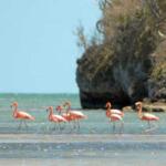 Trabajadores del Parque Nacional Caguanes intensifican acciones a favor de la biodiversidad
