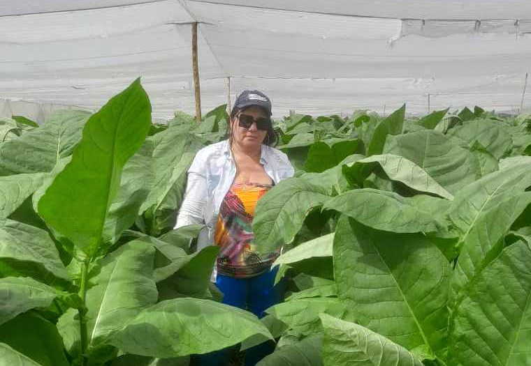 Reconocen labor de mujer campesina de Cabaiguán