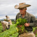 Con más beneficios régimen de seguridad social agropecuario
