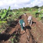 Alternativas campesinas