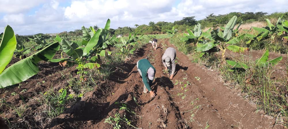 Alternativas campesinas