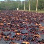 Grandes poblaciones de cangrejos rojos se mueven en el sur trinitario