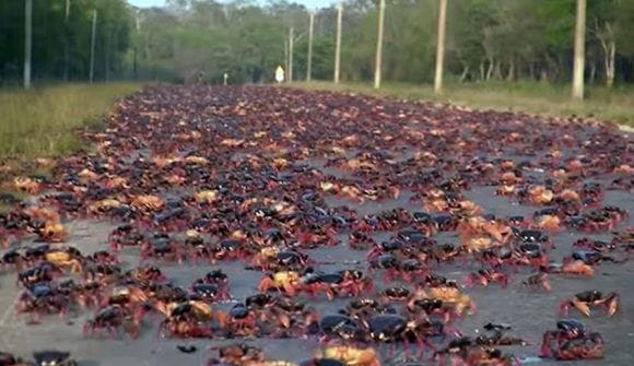 Grandes poblaciones de cangrejos rojos se mueven en el sur trinitario