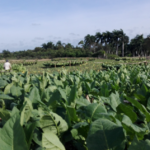 Taguasco: Inició cosecha de tabaco sol en palo