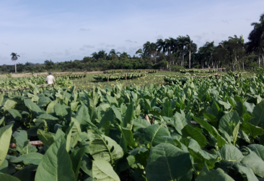 Taguasco: Inició cosecha de tabaco sol en palo