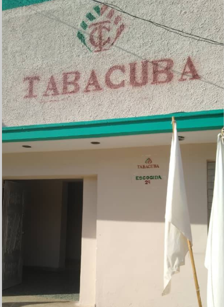 Agabama acoge nueva escogida de tabaco