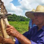 Vegueros espirituanos impulsan construcción de aposentos