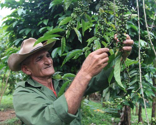 Ya el café no es una producción escasa en la otrora finca de María Antonia. Foto: Oscar Alfonso Sosa.