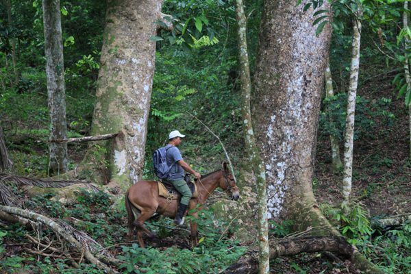 Par de caobas hondureñas enormes, de unas tres décadas de vida, hablan por sí mismas de la conservación en los predios de la Casa de María Antonia. Foto: Oscar Alfonso Sosa.