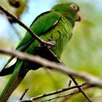 Amplia riqueza de aves silvestres en Sancti Spíritus