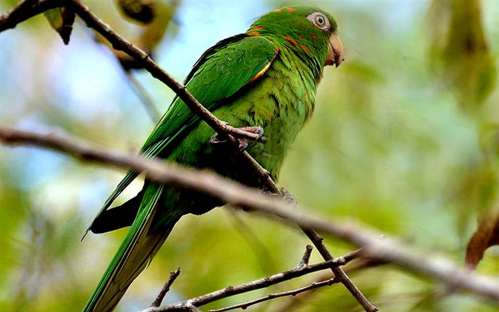 Amplia riqueza de aves silvestres en Sancti Spíritus