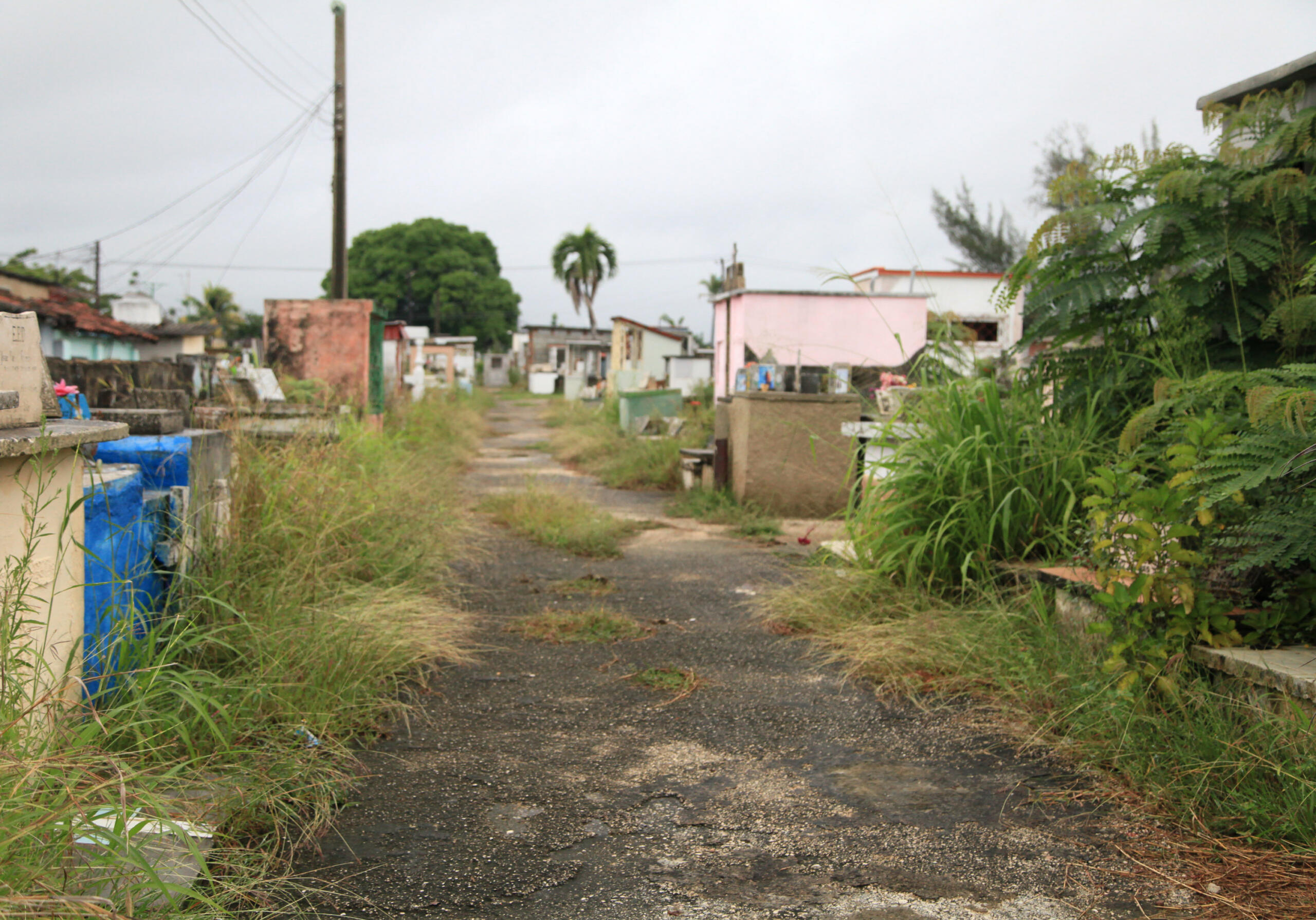 Cuando las yerbas ensombrecen el descanso eterno