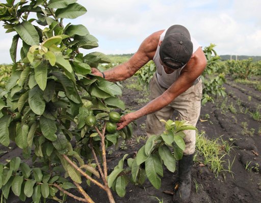 Los frutales comienzan a rendir frutos. Foto: Oscar Alfonso Sosa.