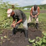 Cementeros demuestran ser también agricultores