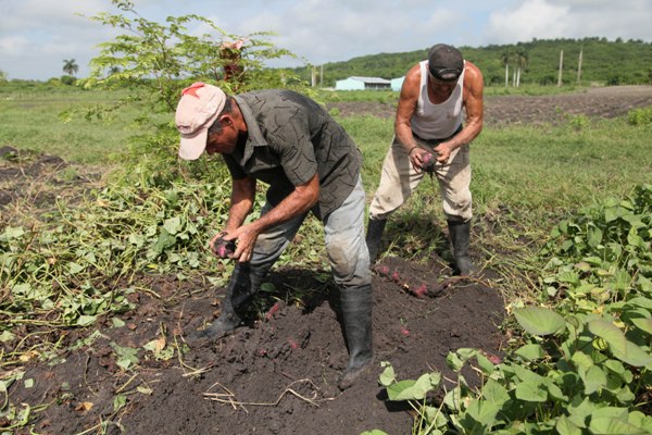 Cementeros demuestran ser también agricultores