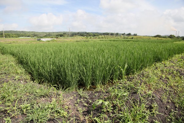 Autoabastecerse de arroz dejó de ser un sueño y se convierte en realidad. Foto: Oscar Alfonso Sosa.