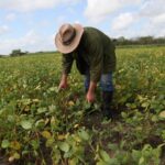 Ciencia mueve desarrollo agropecuario