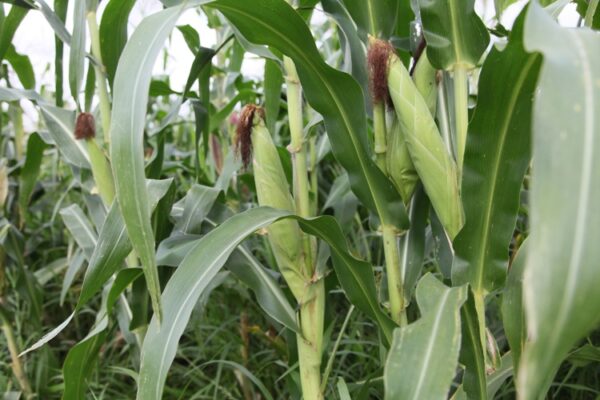 La extensión del cultivo del maíz mejorado genéticamente, un programa que lleva de la mano el Centro de Ingeniería Genética y Biotecnología. Foto: Oscar Alfonso Sosa.