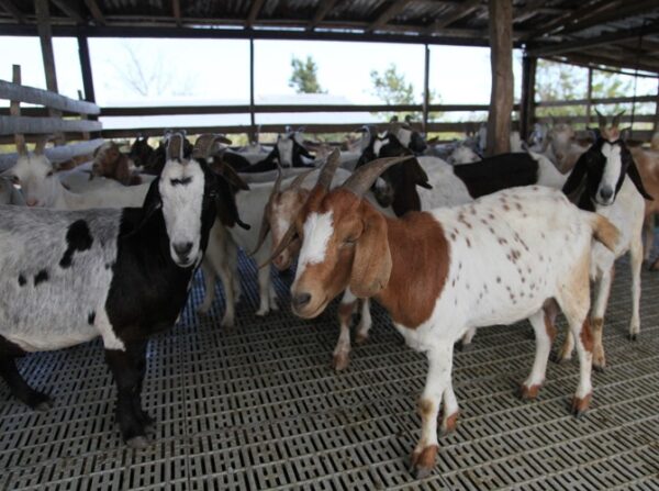 Mejorar genéticamente los rebaños caprinos, un empeño de la ciencia en el territorio. Foto: Oscar Alfonso Sosa.