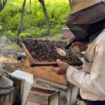 Daniel Sotolongo y las reinas de las abejas (+ video)