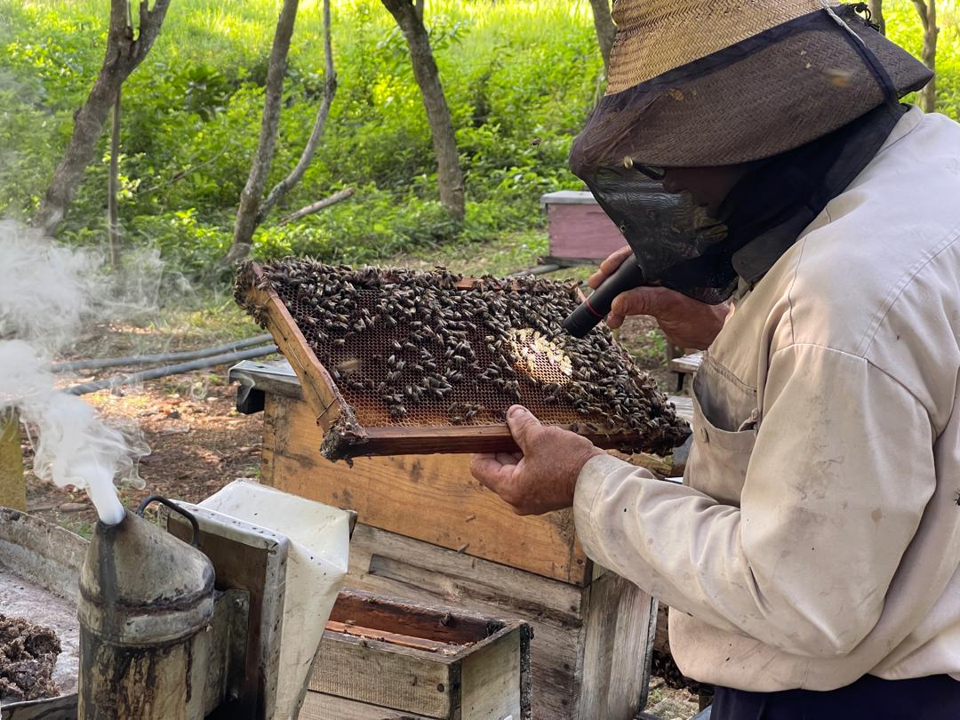 Daniel Sotolongo y las reinas de las abejas (+ video)