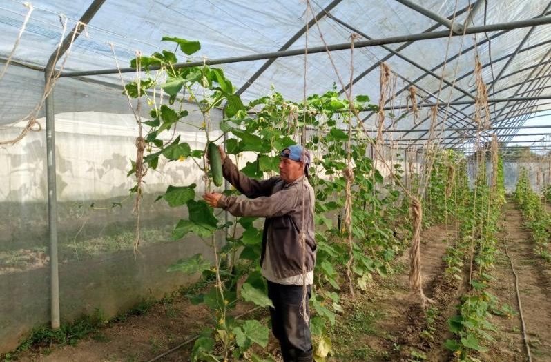 Anapistas trinitarios suman esfuerzos para contribuir a alimentación popular