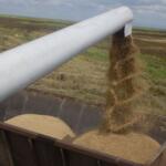 Soluciones creativas en La Sierpe para enfrentar cosecha de arroz