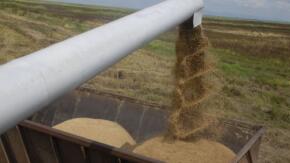 Soluciones creativas en La Sierpe para enfrentar cosecha de arroz