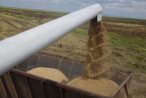 Soluciones creativas en La Sierpe para enfrentar cosecha de arroz