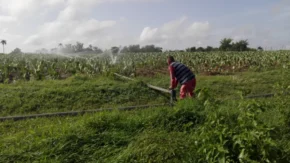 Taguasco siembra frijol y garbanzo pese a lluvias y falta de insumos