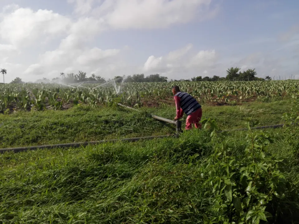 La finca de Daviel se ha situado entre las mayores productoras de malanga en Taguasco.