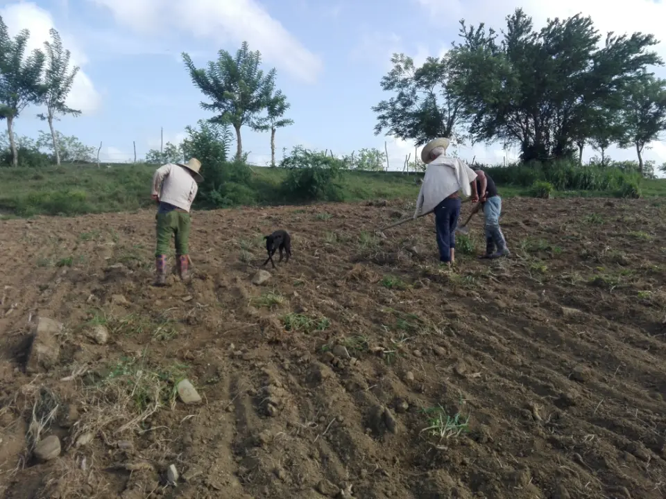 En estas tierras se ha logrado su aprovechamiento con la diversificación de cultivos y el empleo de variedades de alta calidad.