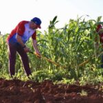 Participa presidente cubano en trabajo voluntario dominical