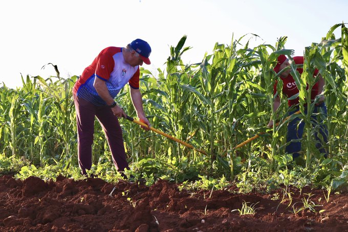 Participa presidente cubano en trabajo voluntario dominical