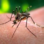 Disminuye velocidad de transmisión del dengue en Cuba