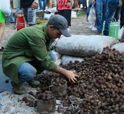 La malanga, otra muy buscada, con su singular tamaño y unidad de medida para la venta. Foto:  Oscar Alfonso Sosa.