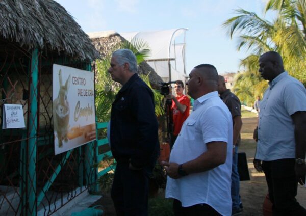 En el organopónico El Gigante, de la ciudad espirituana, Miguel Díaz-Canel (I) constató el trabajo con la cría de conejos. Foto: Oscar Alfonso Sosa.