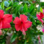 De la mano de Carmen Luisa, la flor de Jamaica aporta maravillas