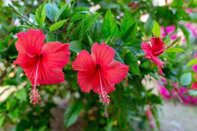 De la mano de Carmen Luisa, la flor de Jamaica aporta maravillas