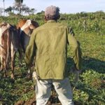 Tierra y ganado mayor, por la senda del control