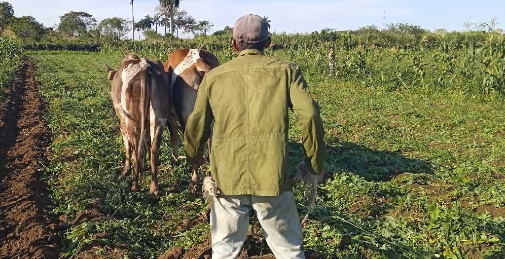 Tierra y ganado mayor, por la senda del control