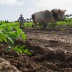 Pasó revista a su quehacer Empresa Agropecuaria Obdulio Morales, de Yaguajay