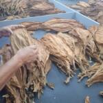 Escogidas de tabaco, espacios de transformación social con protagonismo femenino