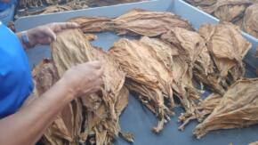 Escogidas de tabaco, espacios de transformación social con protagonismo femenino