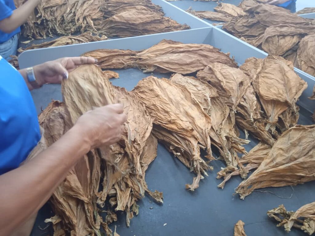 Escogidas de tabaco, espacios de transformación social con protagonismo femenino