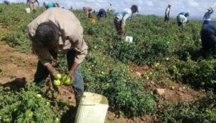 Elevar la producción de alimentos deviene desafío clave en Sancti Spíritus.