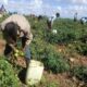 Elevar la producción de alimentos deviene desafío clave en Sancti Spíritus.