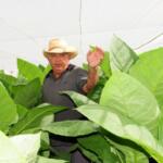 Campesinos espirituanos, una familia indestructible que no entiende de horarios (+ fotos)